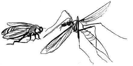 Edward_Lear_The_Daddy_Long-Legs_and_the_Fly.jpg